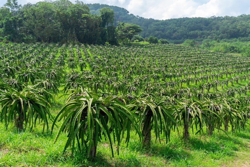 ড্রাগন ফল চাষের কৌশল