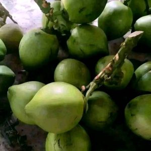 ডাব নারিকেল দাম 