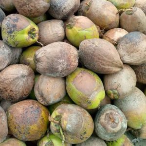 Coconut Wholesale price