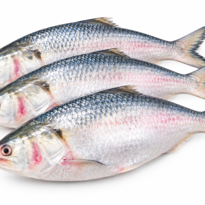 How to Import Hilsa Fish from Bangladesh